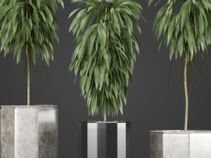 plants collection 08 Modèle 3D