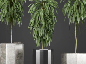 plants collection 08 3D Model
