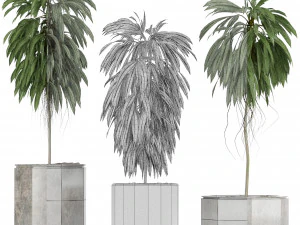 plants collection 08 3D Model