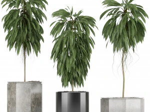 plants collection 08 3D Model