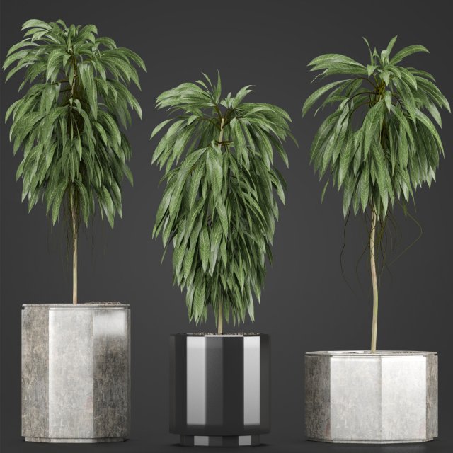 plants collection 08 Modèle 3D .c4d .max .obj .3ds .fbx .stl .blend 