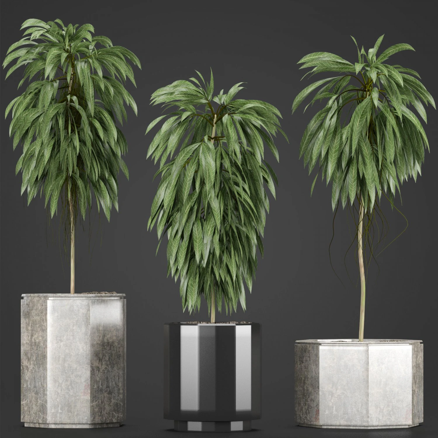 plants collection 08 3D Model .c4d .max .obj .3ds .fbx .stl .blend 