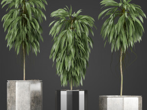 plants collection 08 Modèle 3D