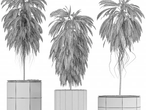 plants collection 08 3D Model