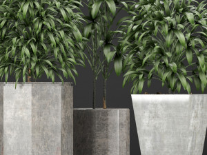 plants collection 09 Modèle 3D