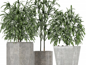 plants collection 09 Modèle 3D