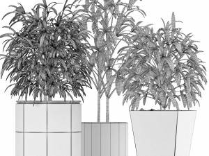 plants collection 09 Modèle 3D