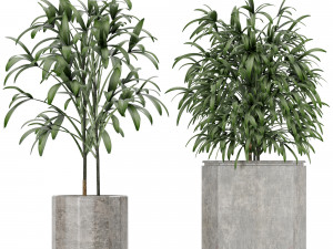 plants collection 09 Modèle 3D