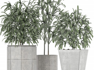 plants collection 09 Modèle 3D