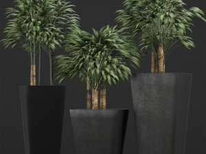 plants collection 10 3D Model