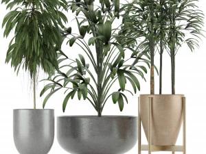 plants collection 11 3D Model