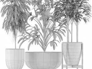 plants collection 11 3D Model