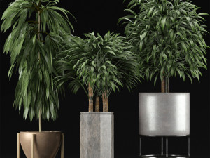 plants collection 12 3D Model