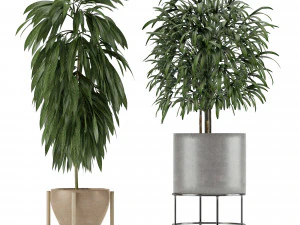 plants collection 12 3D Model