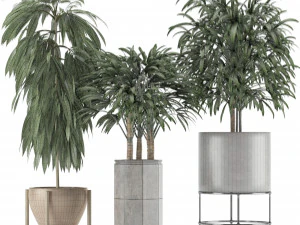 plants collection 12 3D Model