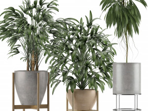 plants collection 13 3D Model