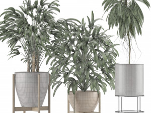 plants collection 13 3D Model