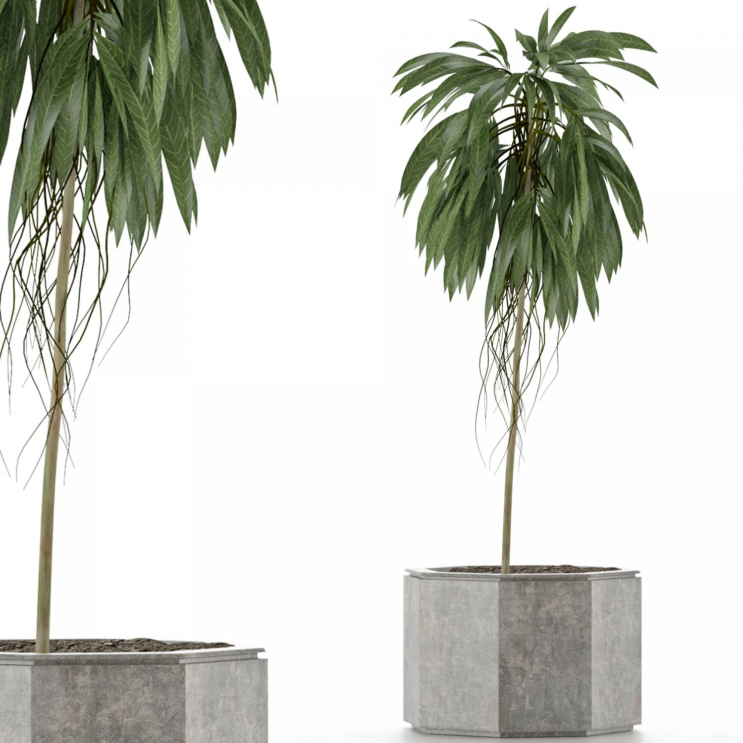 single plant 01 3D Model .c4d .max .obj .3ds .fbx .stl .blend 