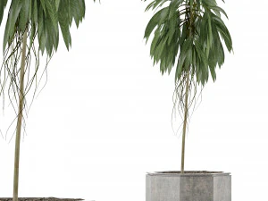 単一の植物 01 3Dモデル