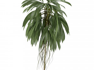 single plant 01 3D Модель