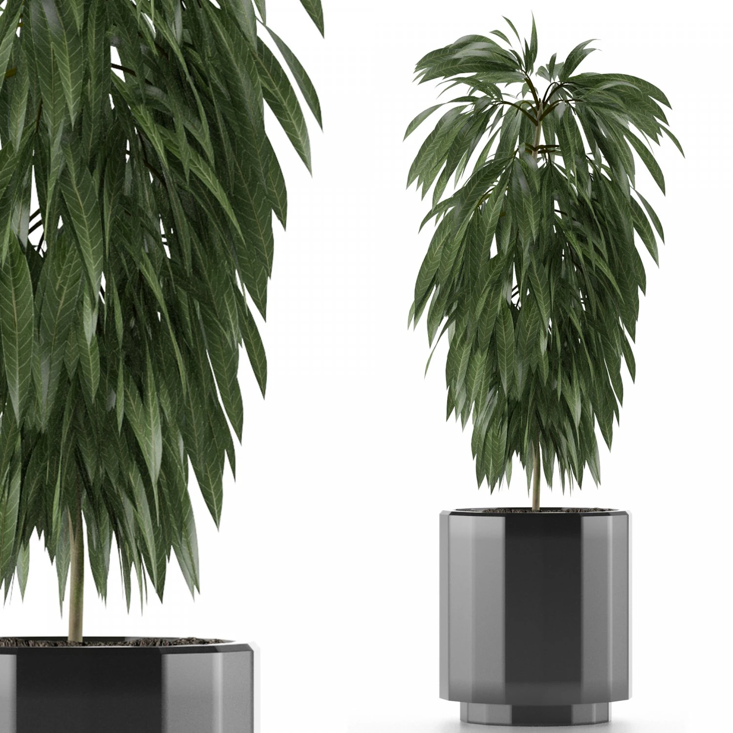 single plant 02 3D Model .c4d .max .obj .3ds .fbx .stl .blend 