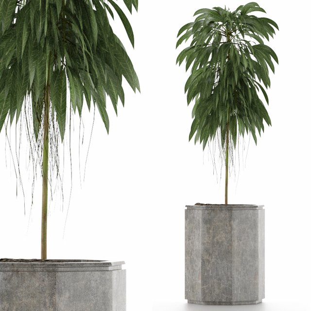single plant 03 Modelo 3D .c4d .max .obj .3ds .fbx .stl .blend 
