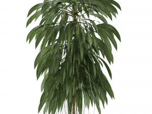 single plant 03 Modelo 3D