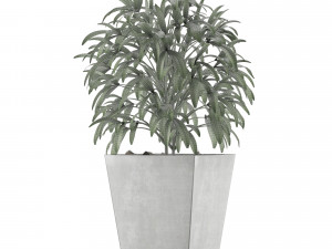 single plant 05 Modèle 3D