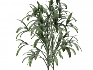 single plant 06 3D Model