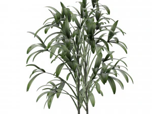 single plant 06 3D Model