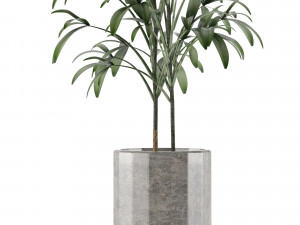 single plant 06 3D Model