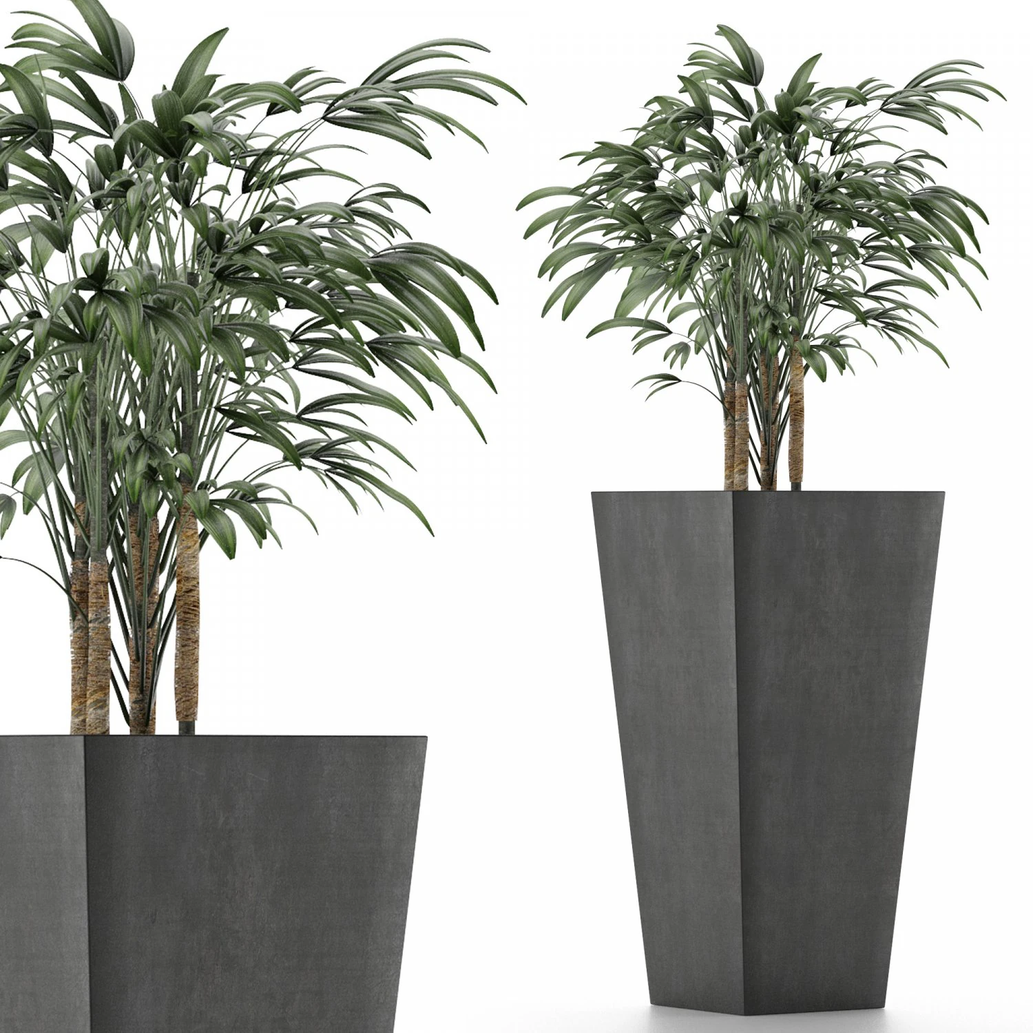 single plant 09 3D Model .c4d .max .obj .3ds .fbx .stl .blend 