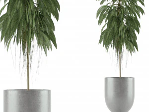 одно растение 11 3D Модель