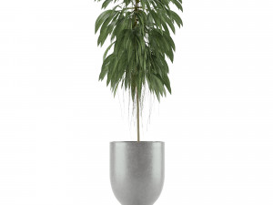 single plant 11 3D 模型