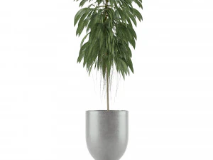 single plant 11 3D Model