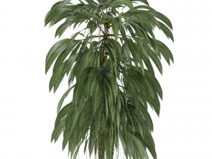single plant 11 3D 模型