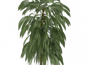 single plant 11 3D Model
