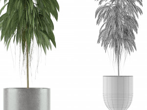 single plant 11 3D 模型