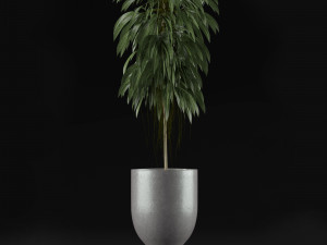 single plant 11 3D 模型