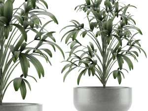 одно растение 12 3D Модель