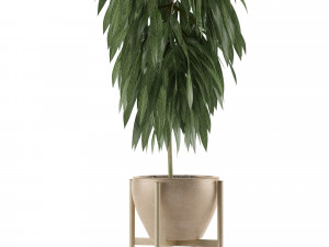 single plant 13 3D Model