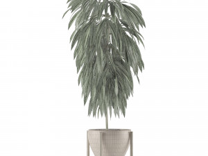 single plant 13 3D Model