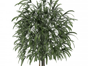 single plant 14 3D 模型