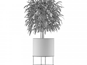 single plant 14 3D 模型