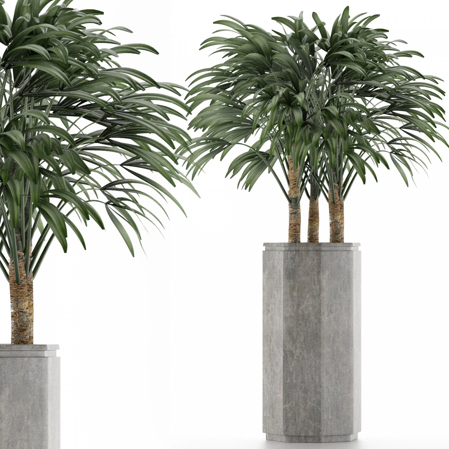 single plant 15 3D Model .c4d .max .obj .3ds .fbx .stl .blend 