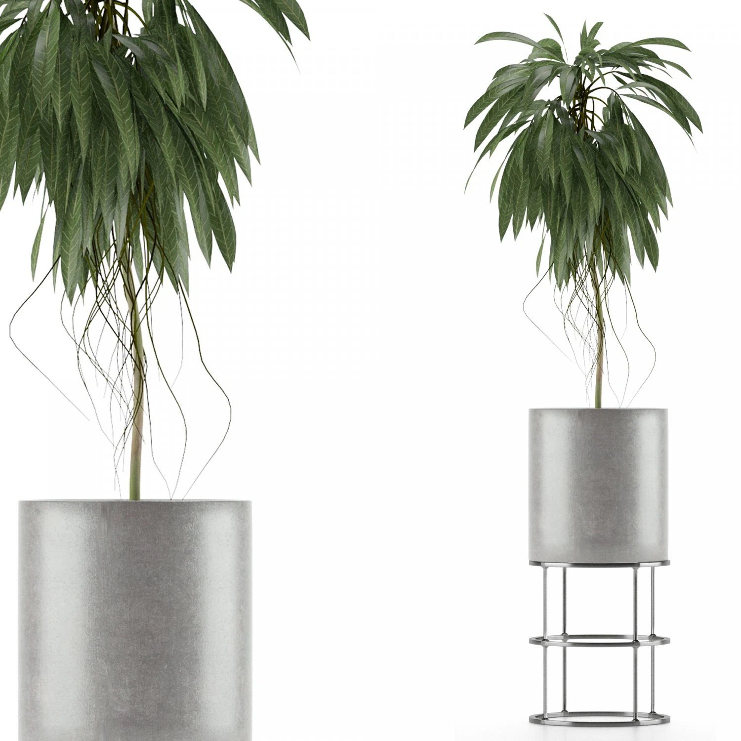 single plant 18 3D Model .c4d .max .obj .3ds .fbx .stl .blend 