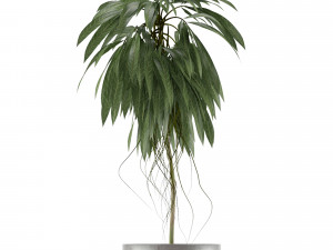 single plant 18 3D Model