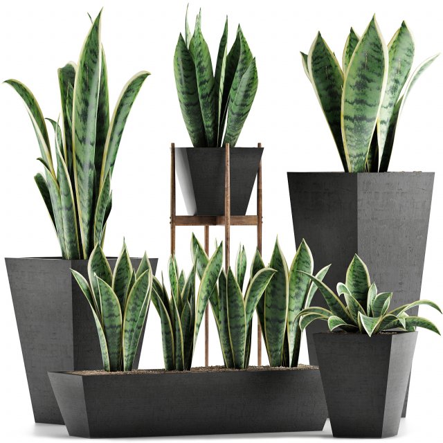 plants collection 29 3D Model .c4d .max .obj .3ds .fbx .stl .blend 