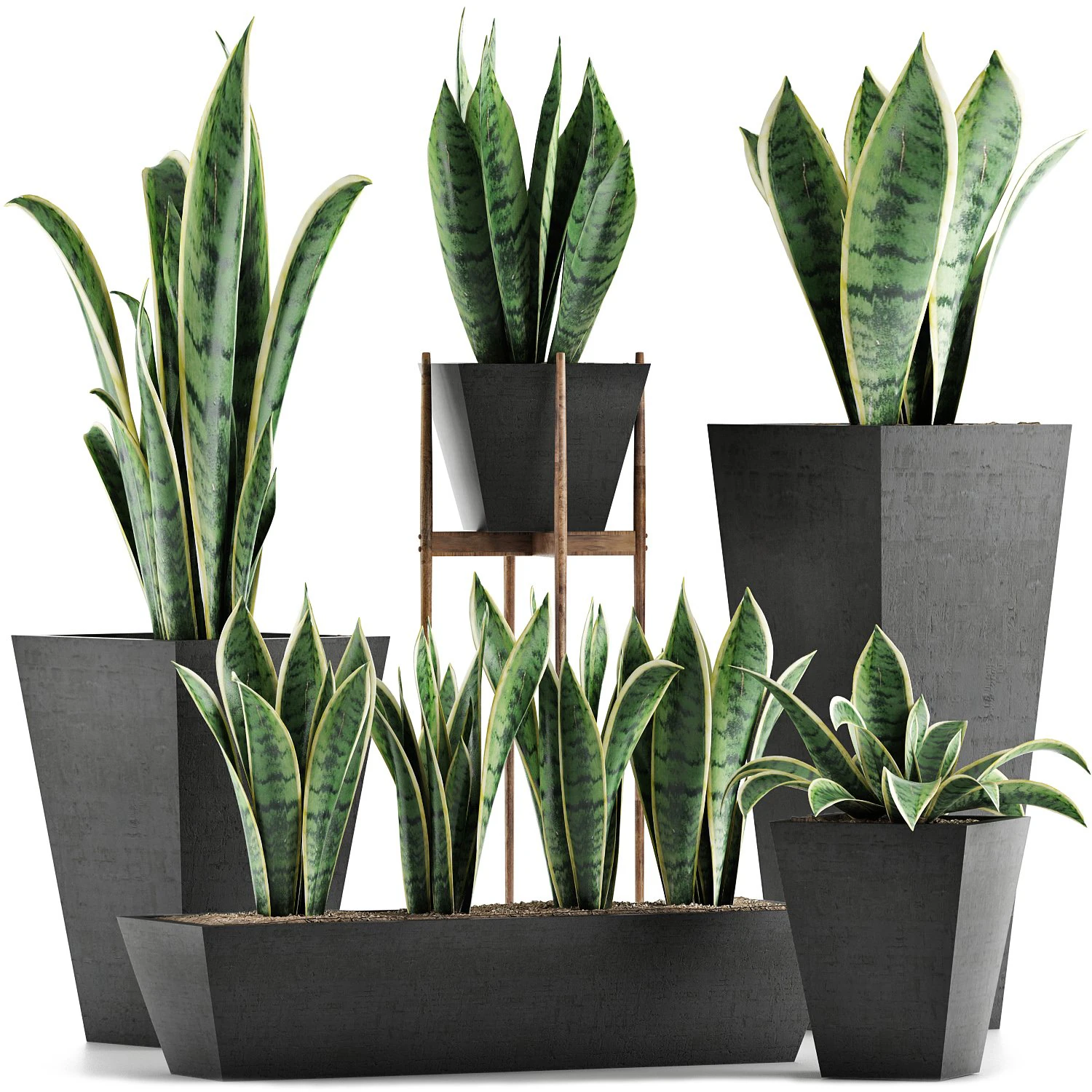 plants collection 29 3D Model .c4d .max .obj .3ds .fbx .stl .blend