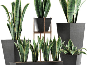 plants collection 29 3D Model